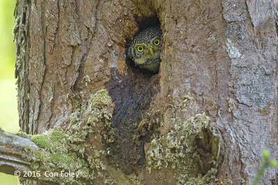 Owlet, Collared @ Bach Ma