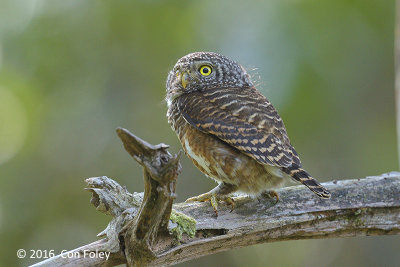 Owlet, Collared @ Bach Ma