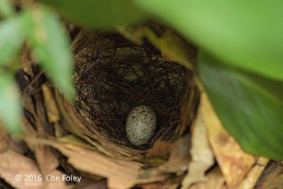 Babbler, Black-capped (nest with one egg)