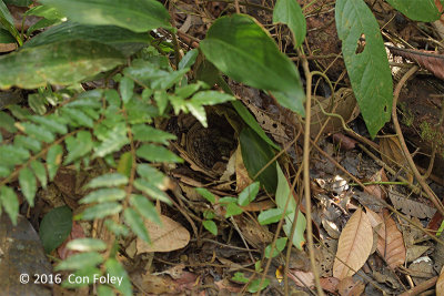 Babbler, Black-capped (nest)