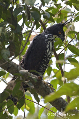 Eagle, Blyth's Hawk (adult)