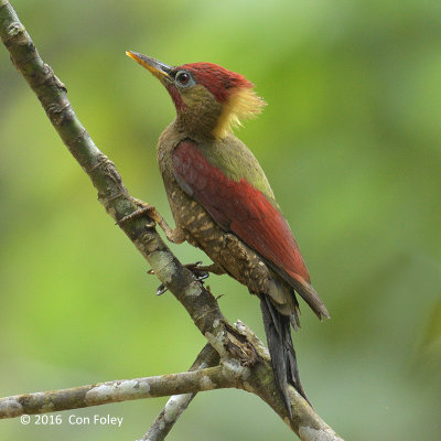 Woodpecker, Crimson-winged (male)