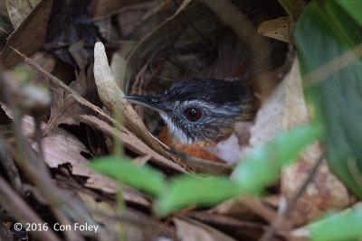 Babbler, Black-capped (adult sitting on nest)