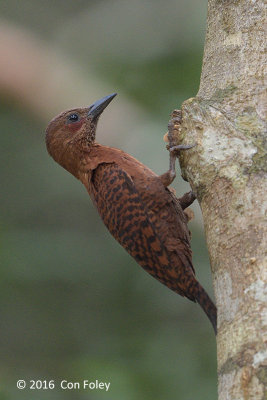 Woodpecker, Rufous (male)