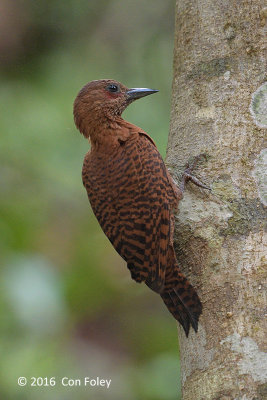 Woodpecker, Rufous (male)