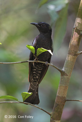 Cuckoo, Asian Drongo (adult)