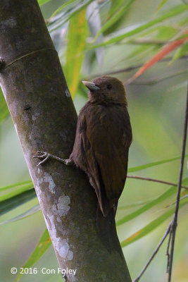 Woodpecker, Bamboo