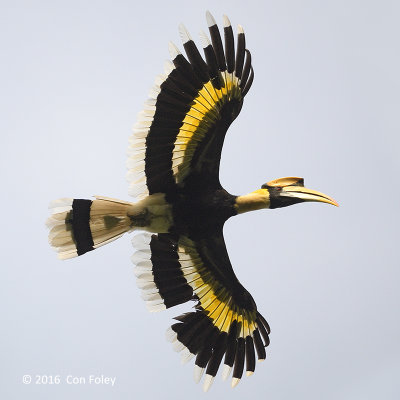 Hornbill, Great (male) @ The Gap