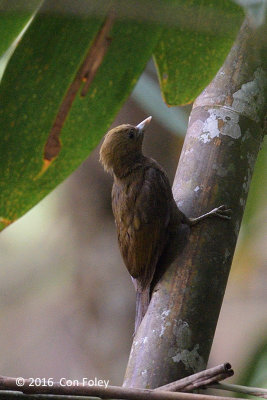 Woodpecker, Bamboo (female) @ The Gap