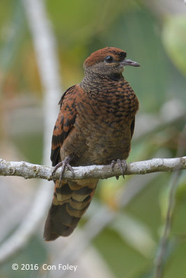 Dove, Little-cuckoo