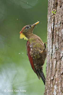 Woodpecker, Crimson-winged