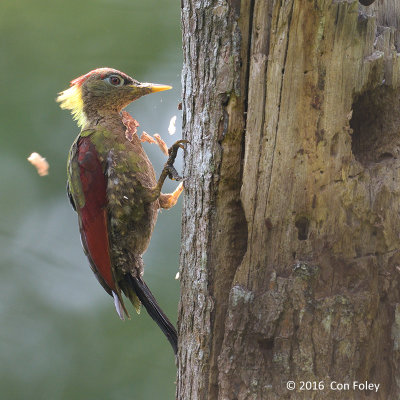 Woodpecker, Crimson-winged (female) @ Telecom Loop