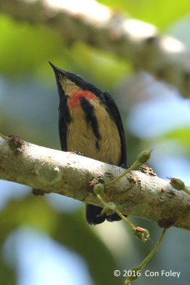 Flowerpecker, Fire-breasted (male) @ Telecom Loop