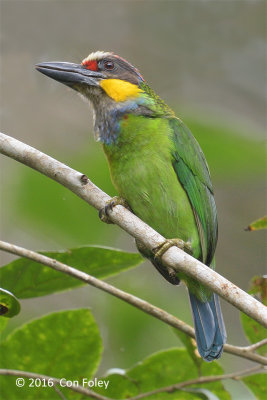 Barbet, Gold-whiskered