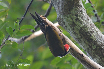 Woodpecker, Olive-backed (male)