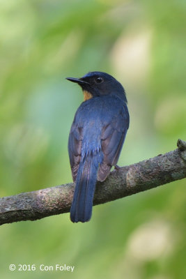 Flycatcher, Mangrove Blue @ KSNP