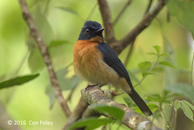 Flycatcher, Mangrove Blue