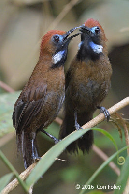 Babbler, Fluffy-backed Tit