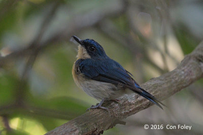 Flycatcher, Malaysian Blue (female)