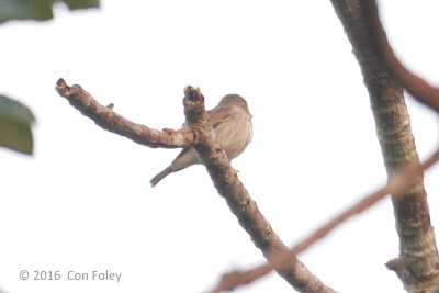 Flycatcher, Brown-streaked