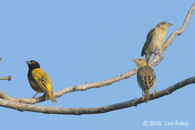 Weaver, Golden-backed @ NTL2