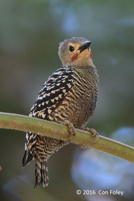 Woodpecker, Buff-rumped (male)