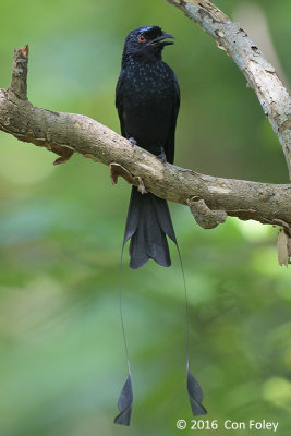 Drongo, Greater Racket-tailed @ Dairy Farm
