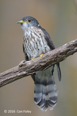 Cuckoo, Malaysian Hawk (juv) @ Bidadari