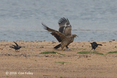 Eagle, Eastern Imperial @ Ubin