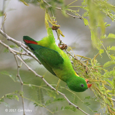 Parrot, Yellow-throated Hanging