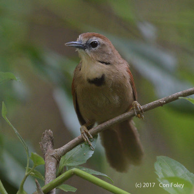Babbler, Crescent-chested