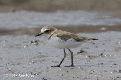 Plover, Javan