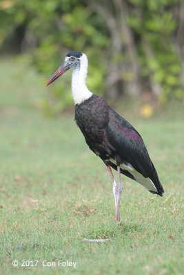 Stork, Woolly-necked @ Bali Barat