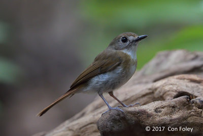 Flycatcher, Fulvous-chested Jungle @ Bali Barat