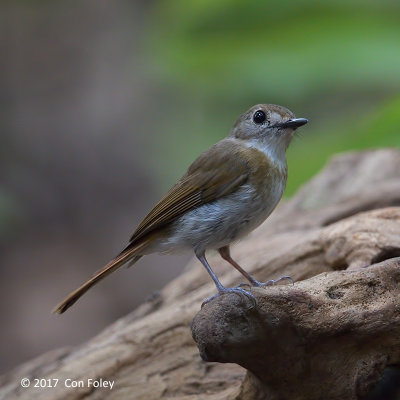 Flycatcher, Fulvous-chested Jungle @ Bali Barat