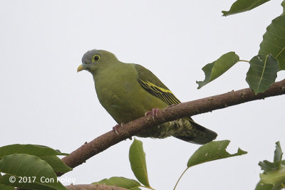 Pigeon, Grey-cheeked Green (female) @ Bali Barat