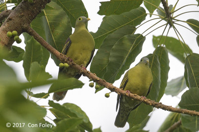 Pigeon, Grey-cheeked Green (male left, female right) @ Bali Barat