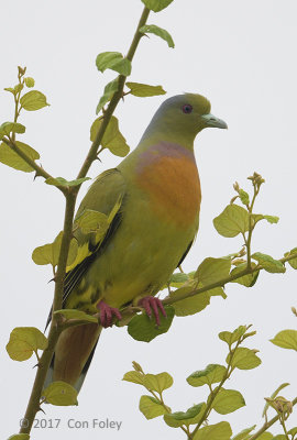 Pigeon, Orange-breasted Green (male) @ Bali Barat