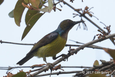 Sunbird, Brown-throated (male) @ Bali Barat