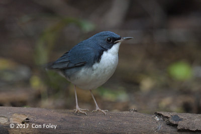 Robin, Siberian Blue