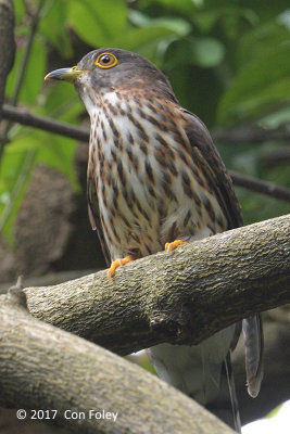 Cuckoo, Hodgson's Hawk (juvenile) @ SBG