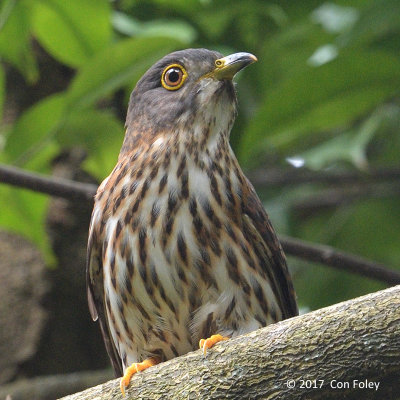 Cuckoo, Hodgson's Hawk (juvenile) @ SBG
