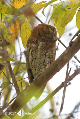 Owl, Oriental Scops (rufous morph) @ Dairy Farm
