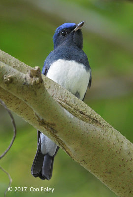 Flycatcher, Blue-and-white