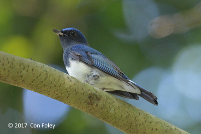 Flycatcher, Blue-and-White (male) @ Dairy Farm
