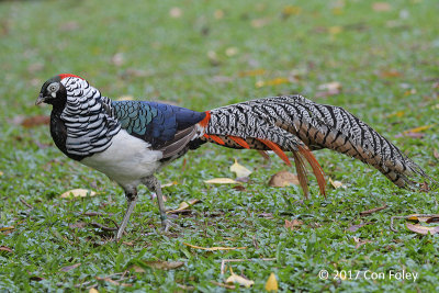 Pheasant, Lady Amherst (male) @ SBG