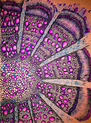 Cross-section of clematis root