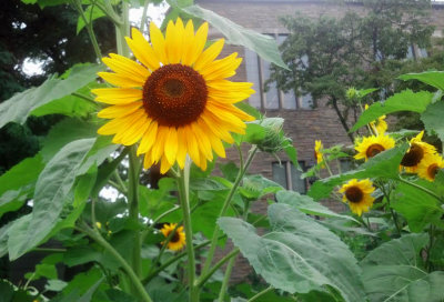 Sunflower in New Rochelle