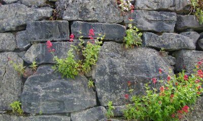 Burren wall
