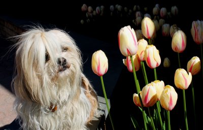 Yuji the Lhasa getting in touch with his tulip nature